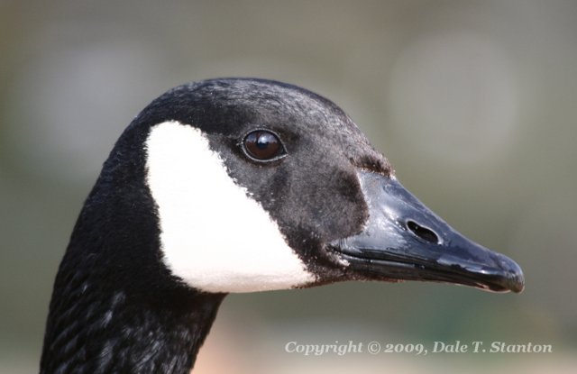 Canada Goose Portrait - IMG_4407.JPG