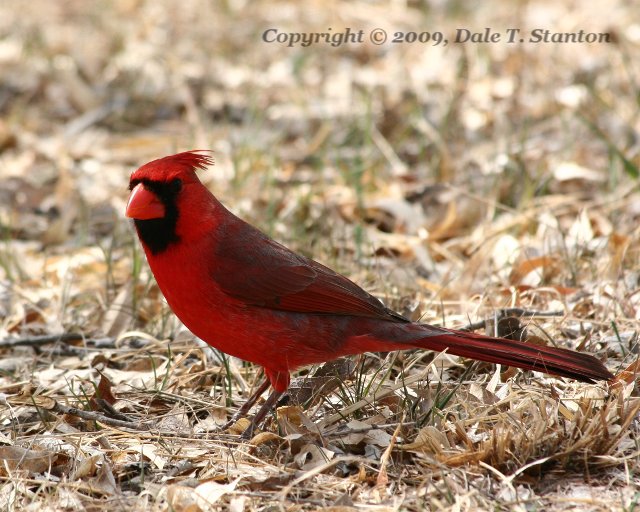 Cardinal - IMG_4527.JPG