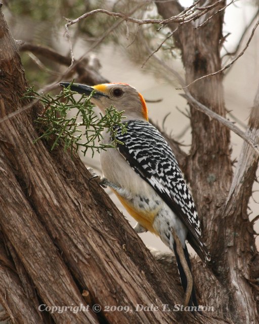 Golden-Fronted Woodpecker - IMG_4741.JPG