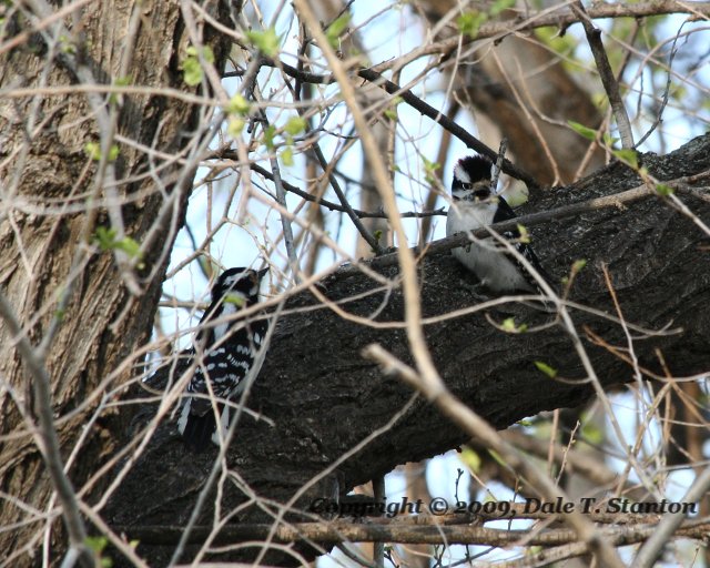 Downy Woodpeckers - IMG_4881.JPG