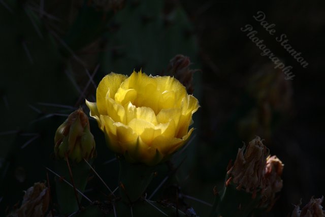 Cactus Blossom - IMG_8188.JPG