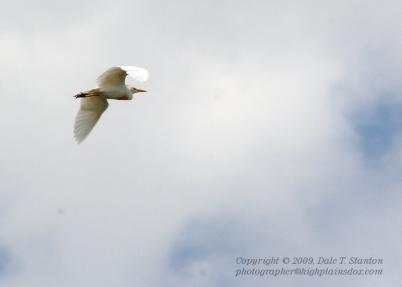 Great White Egret - IMG_1825.JPG