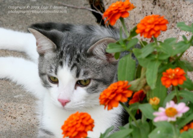 Flower Child - IMG_1813.JPG