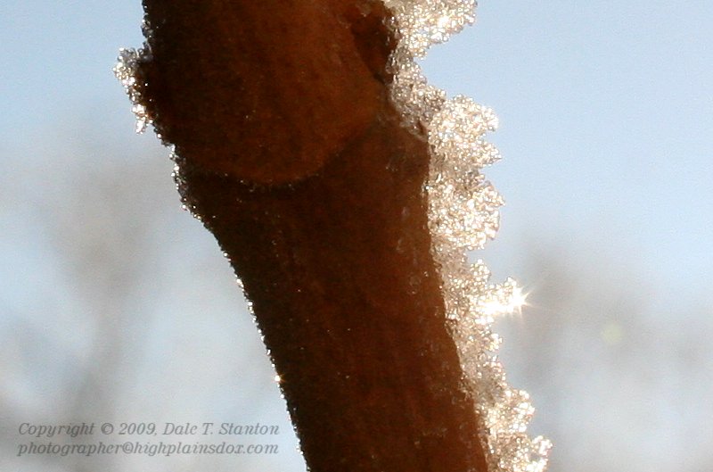 Twig Sparkle - IMG_6879.JPG