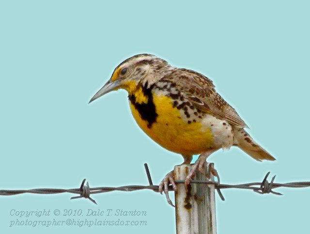 Meadowlark - IMG_3100.JPG