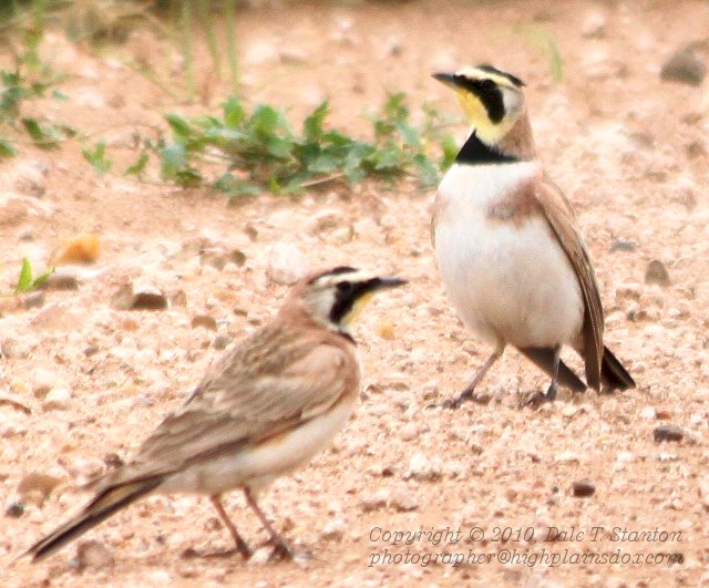 Horned Lark - IMG_3146.JPG