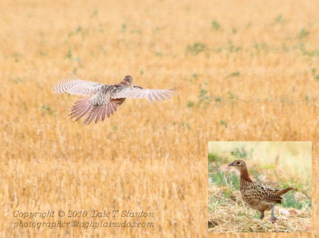 Grouse - IMG_3088.JPG