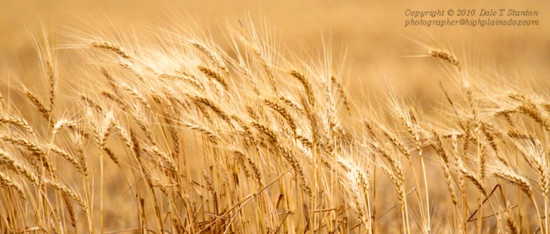 Wheat - IMG_3129.JPG