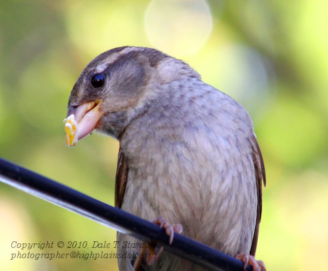 Sparrow - IMG_3600.JPG