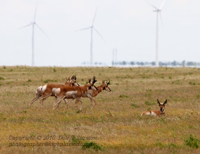 Pronghorn - IMG_3878.JPG