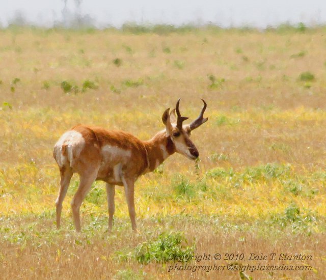 Pronghorn - IMG_3815.JPG