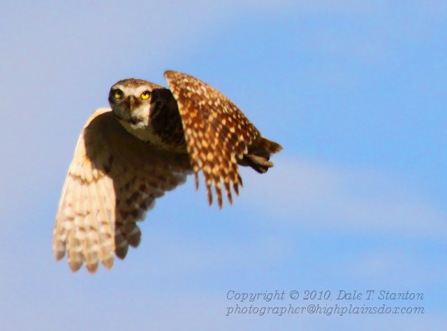 Burrowing Owl - IMG_4132.JPG