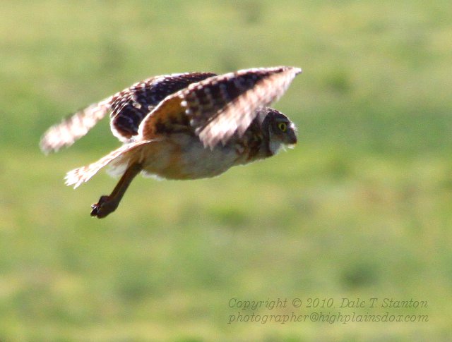 Burrowing Owl - IMG_4096.JPG