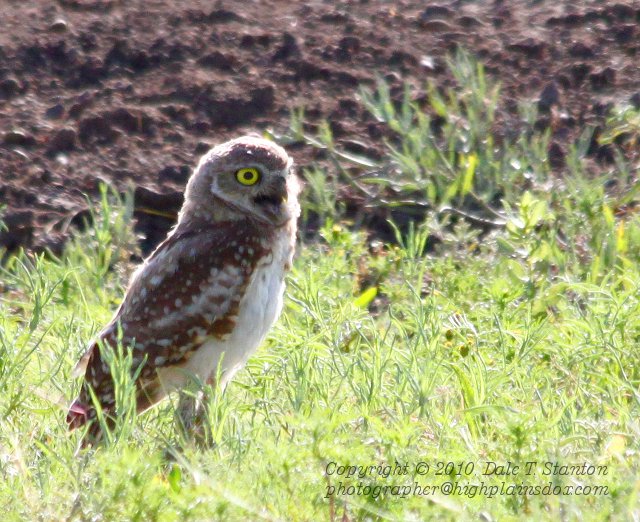 Burrowing Owl - IMG_4146.JPG