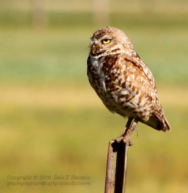 Burrowing Owl - IMG_4123.JPG