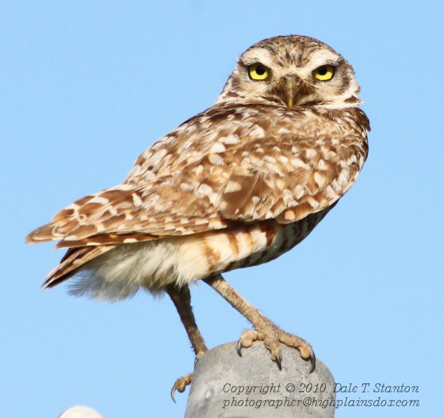 Burrowing Owl - IMG_4240.JPG