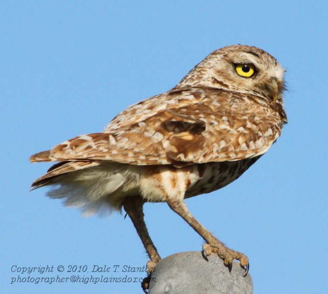 Burrowing Owl - IMG_4191.JPG