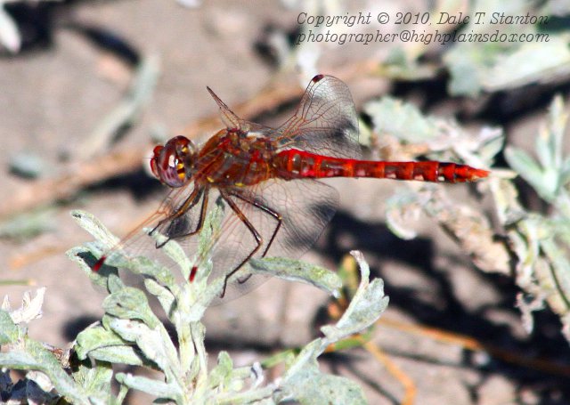 Red Dragonfly - IMG_4613.JPG