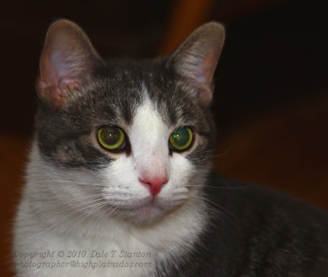 Buster - IMG_7060.JPG