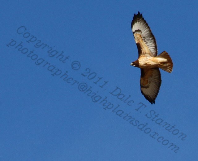 Red Tail Hawk - classic - IMG_9594.JPG