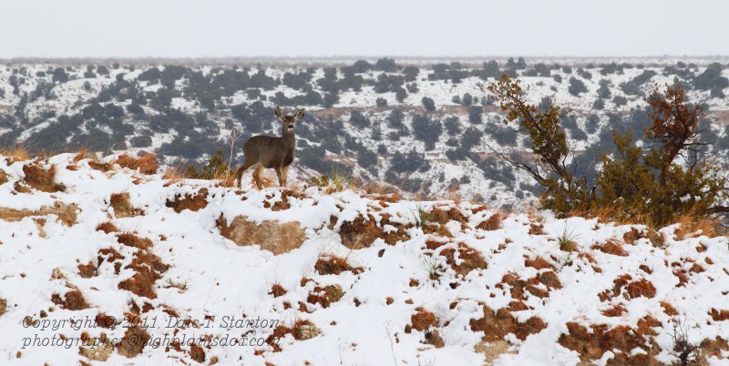 Muley Doe - IMG_9902.JPG