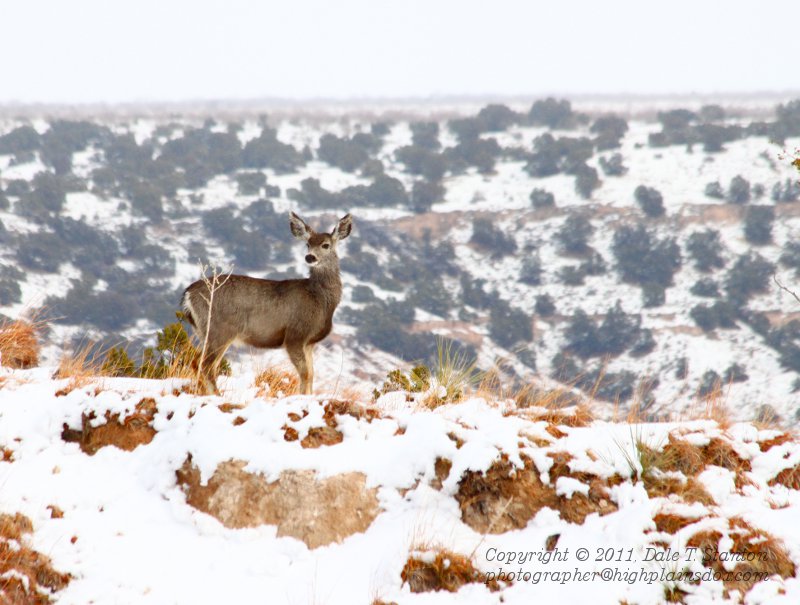 Muley Doe - IMG_9894.JPG