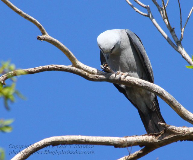 Breakfast Guest - IMG_3298.JPG