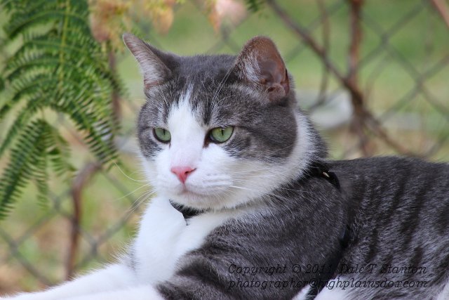 Mr Regal - IMG_3845.JPG