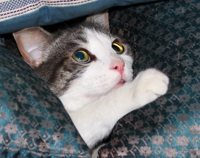 Attack Mode - IMG_3996.JPG