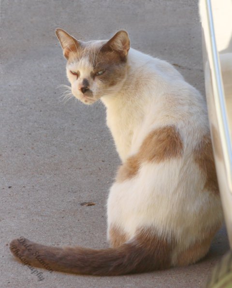 Grumpy - IMG_4052.JPG