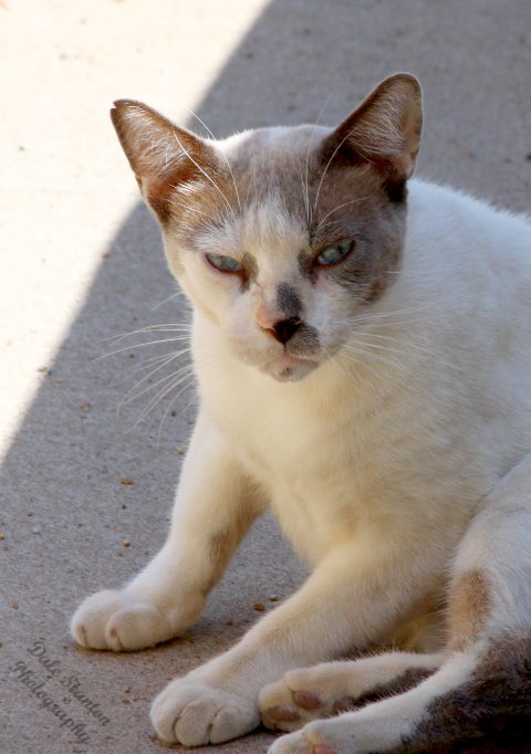 Grumpy - IMG_4050.JPG