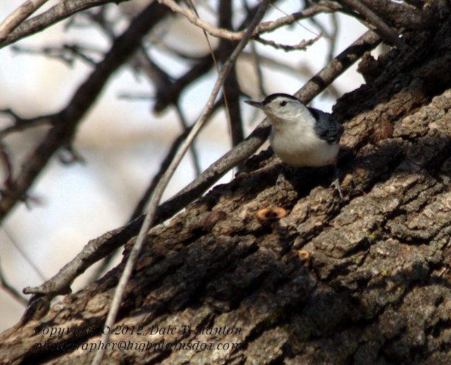 White-Breasted Nuthatch - IMG_7604.jpg