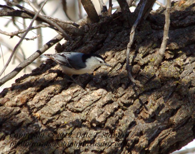 White-Breasted Nuthatch - IMG_7593.jpg