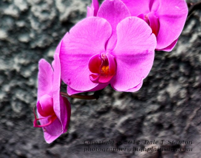 Orchids - IMG_9550.JPG