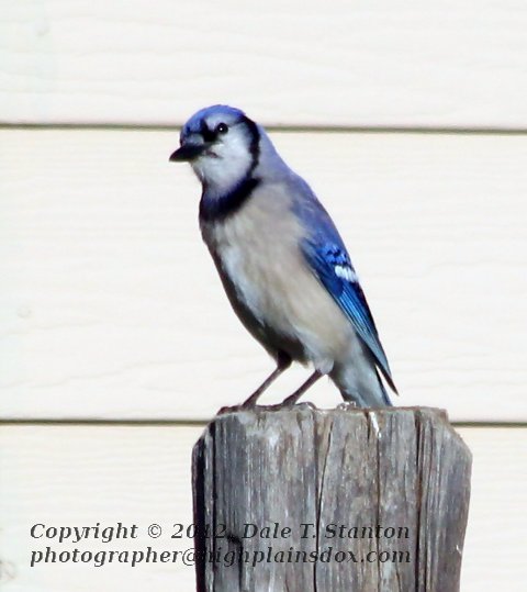 Jay - IMG_9612.JPG