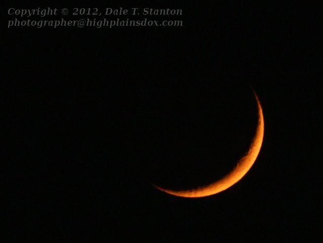 Orange Crescent - IMG_9865.JPG