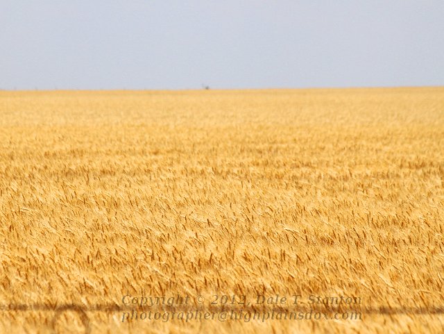 Amber Waves of Grain - IMG_0004.JPG