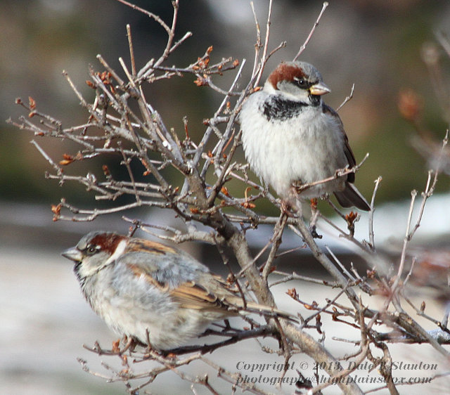 House Sparrows - IMG_3846.JPG