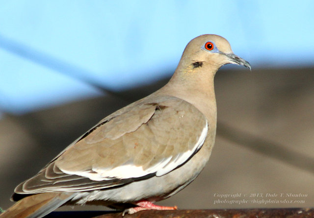 White Winged Dove - IMG_3918.JPG