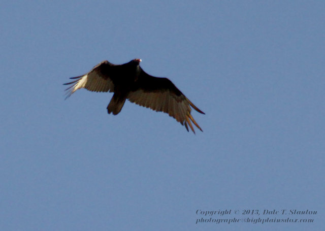 Clipped Vulture - IMG_4927.JPG