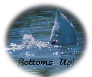 Bottoms Up.jpg