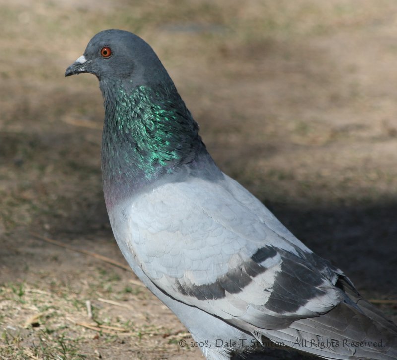 Pigeon1