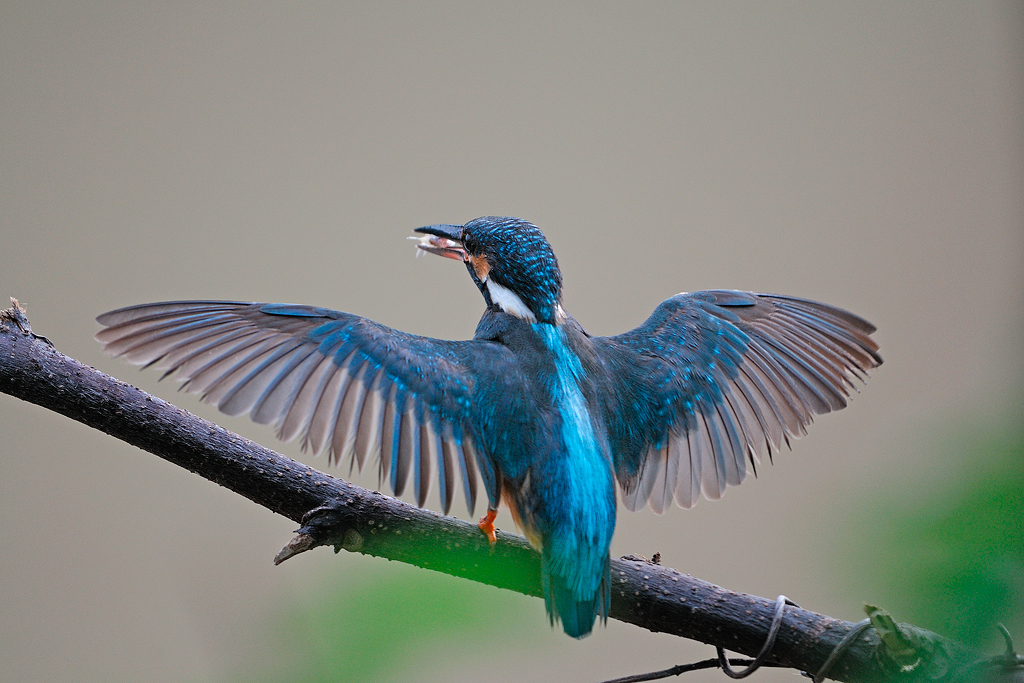 DSC_1467.jpg