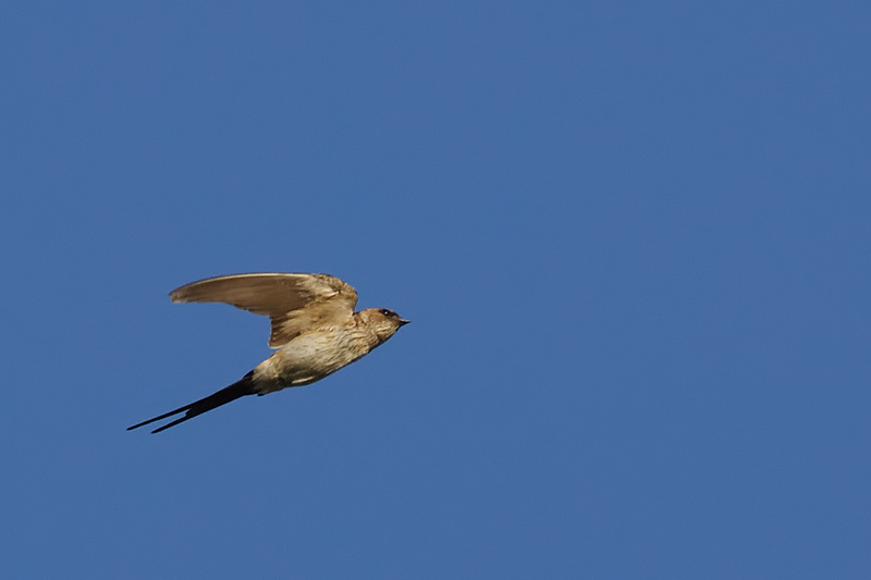 Red-rumped Swallow (Hirundo daurica)
