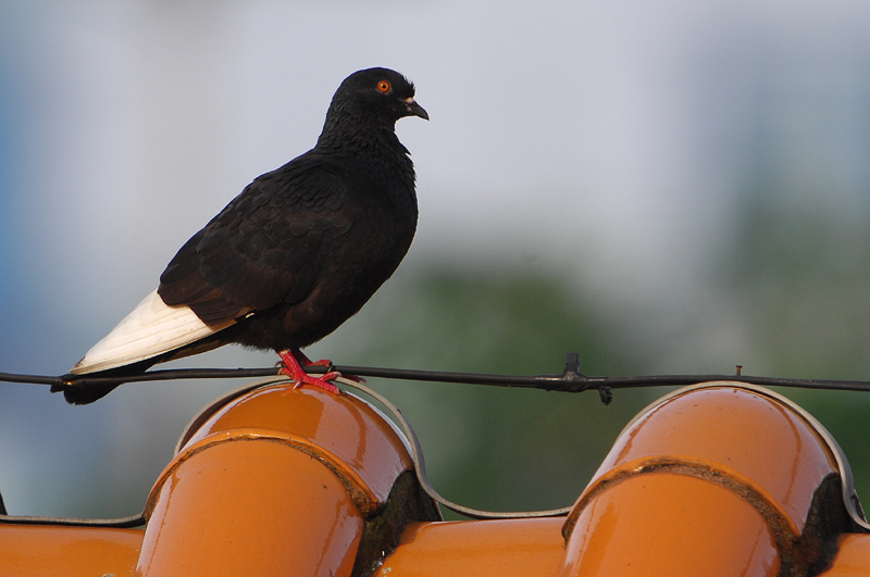 Dsc_3278.JPG
