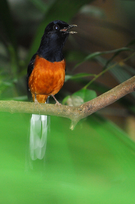 White-rumped Shama ( Copsychus malabaricus )