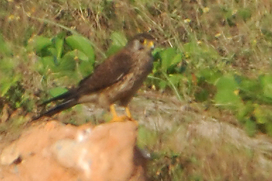DSC_5153.jpg