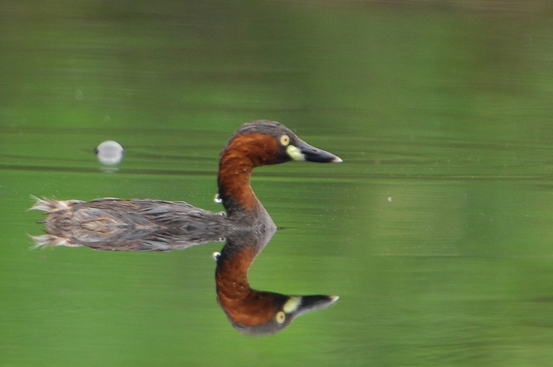 Little Grebe ( Tachybaptus ruficollis )