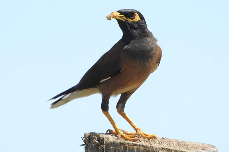 Common Myna ( Acridotheres tristis )