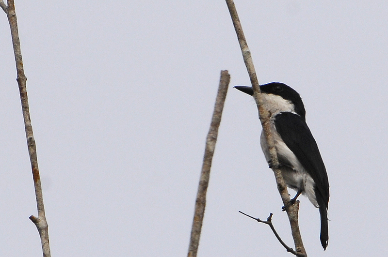 Black-winged Flycatcher-shrike ( Hemipus hirundinaceus )